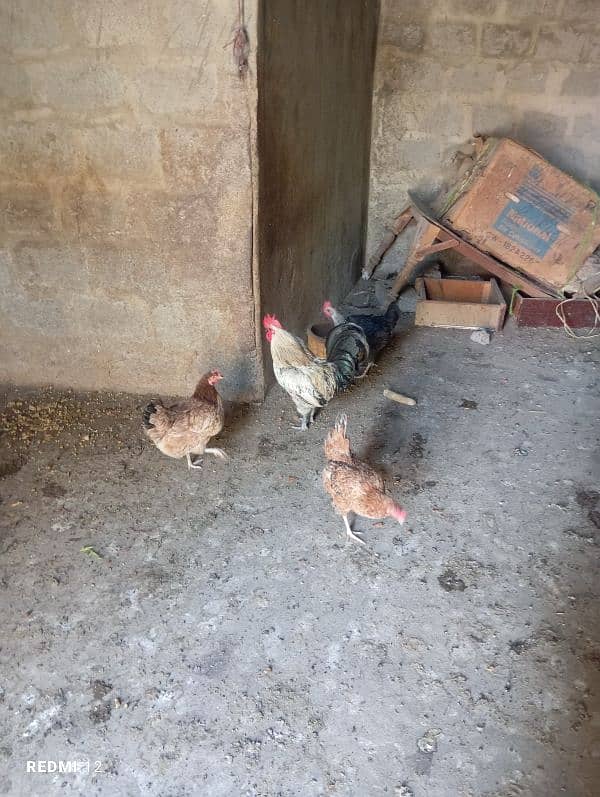 desi hens eggs laying young 2