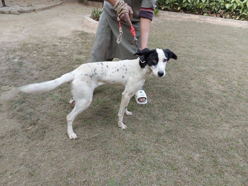 chow Dalmatian need to sell urgent 1