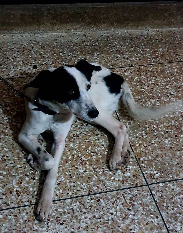 chow Dalmatian need to sell urgent 3