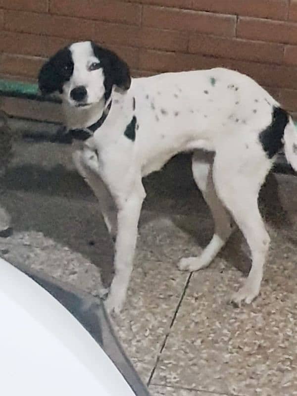 chow Dalmatian need to sell urgent 7