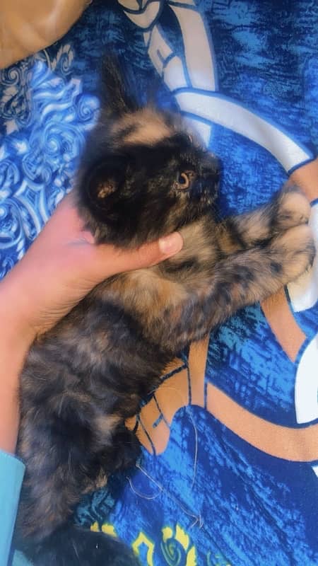 persian kitten punch face trippel coat  3 months 0