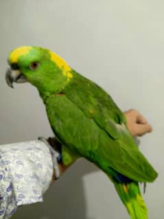 yellow naped Amazon 03156376925