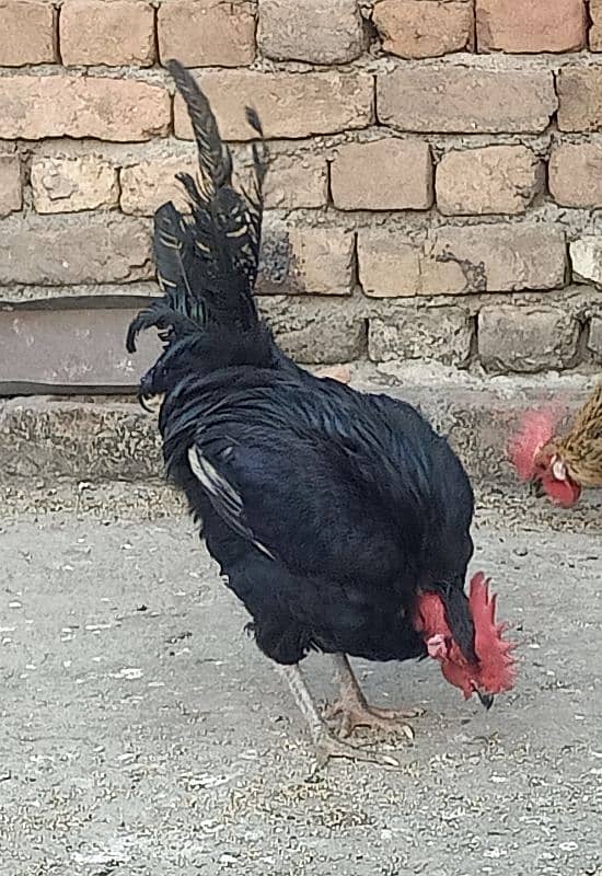 Black Murgha For Sale 1