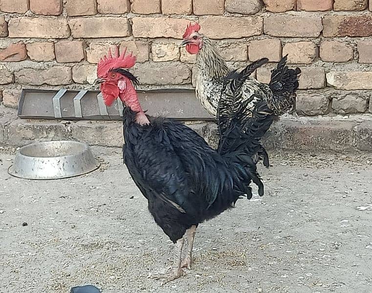 Black Murgha For Sale 3