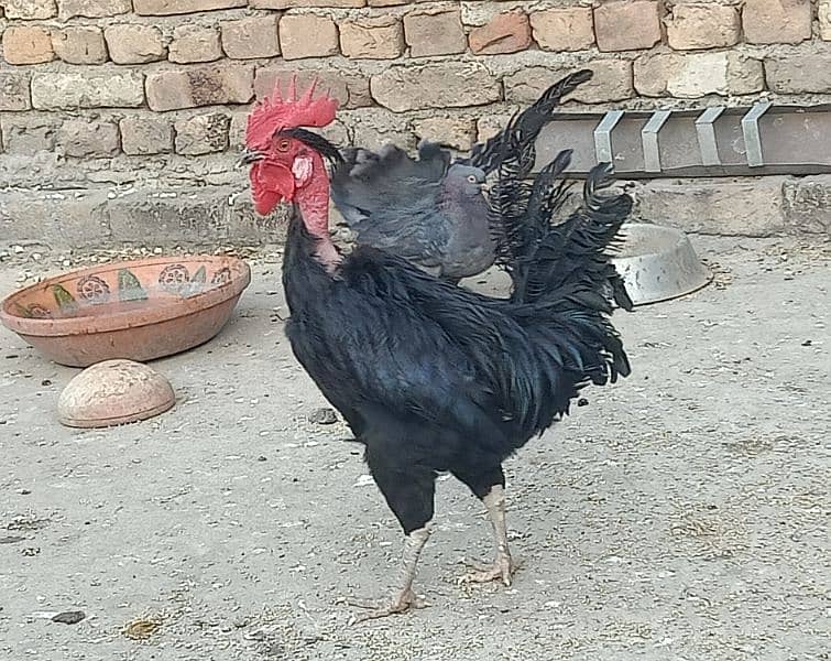 Black Murgha For Sale 4