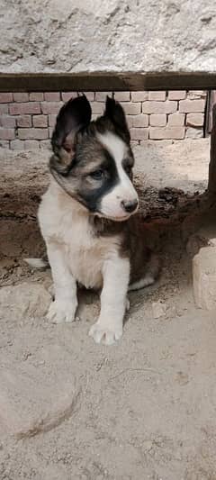 afghan kuchi dog for sale