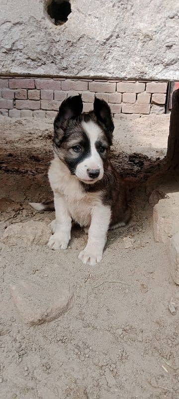 afghan kuchi dog for sale 1