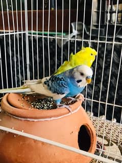 Pure breeder budgies pair (Crown flower) female