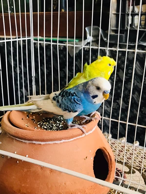 Pure breeder budgies pair (Crown flower) female 0