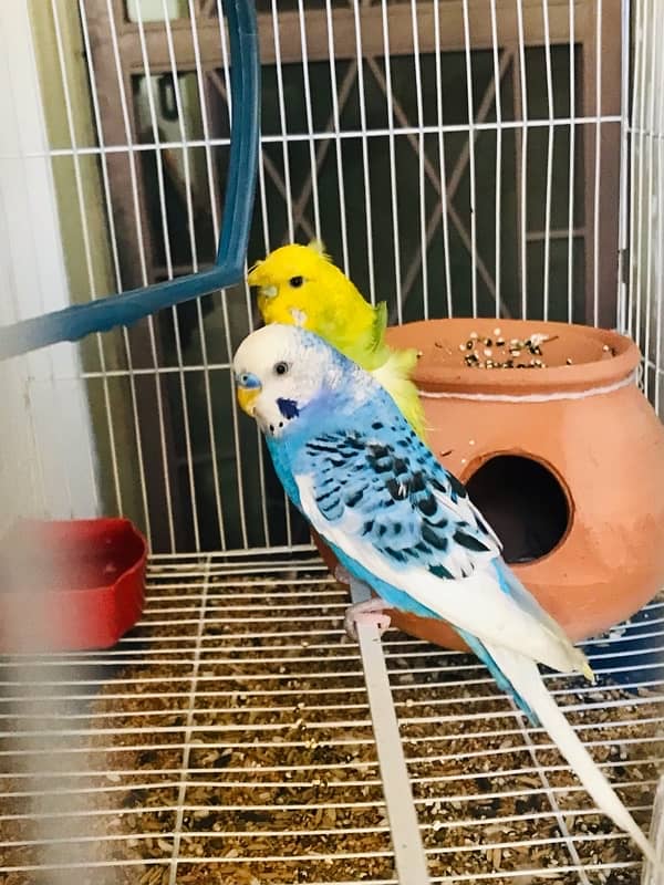 Pure breeder budgies pair (Crown flower) female 1