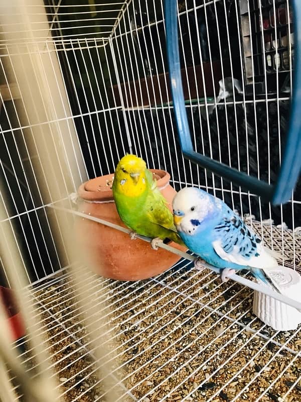 Pure breeder budgies pair (Crown flower) female 2