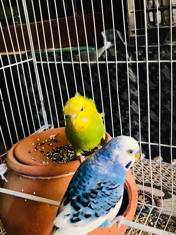 Pure breeder budgies pair (Crown flower) female 3