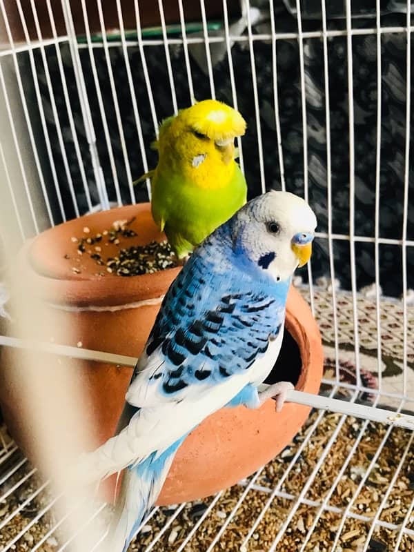 Pure breeder budgies pair (Crown flower) female 4