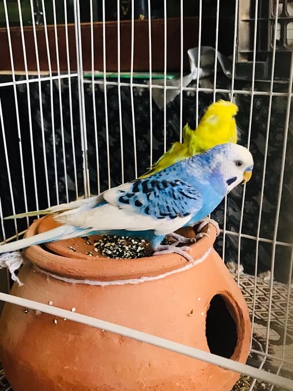 Pure breeder budgies pair (Crown flower) female 5