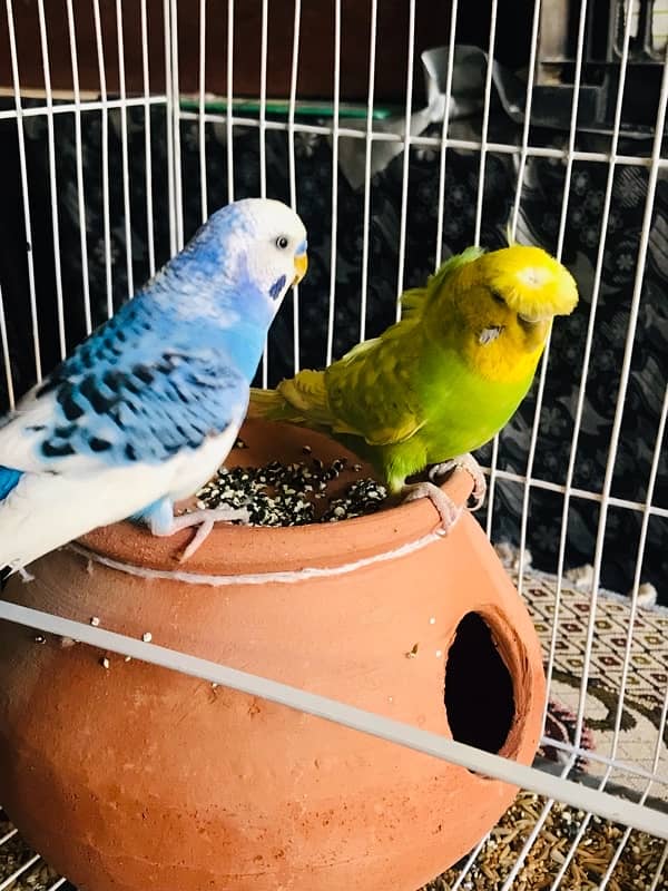 Pure breeder budgies pair (Crown flower) female 6