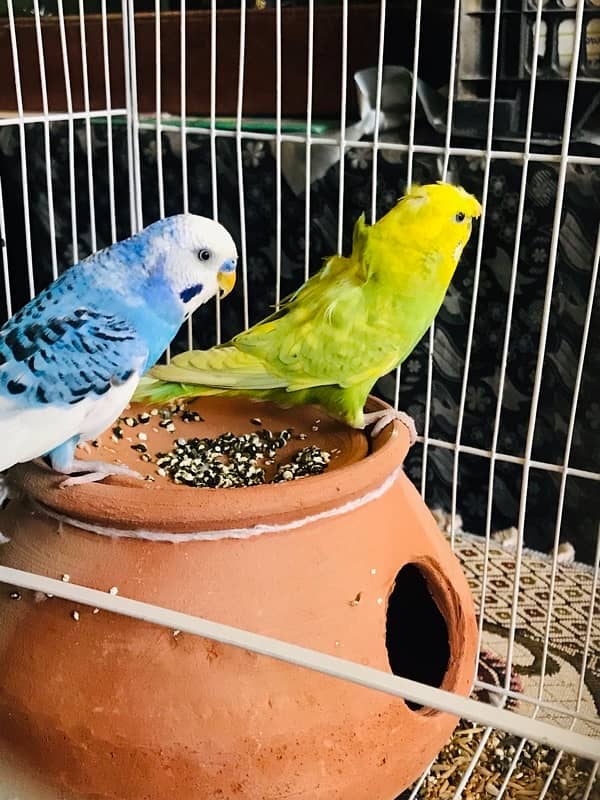 Pure breeder budgies pair (Crown flower) female 7