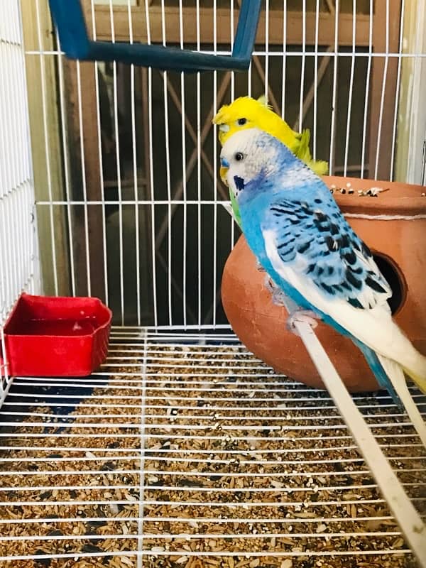 Pure breeder budgies pair (Crown flower) female 8