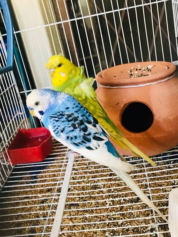 Pure breeder budgies pair (Crown flower) female 9