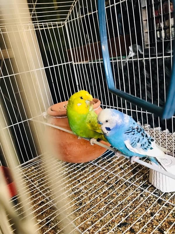 Pure breeder budgies pair (Crown flower) female 10