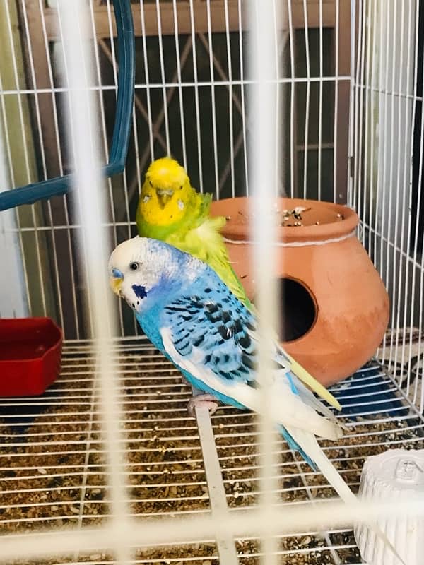 Pure breeder budgies pair (Crown flower) female 11