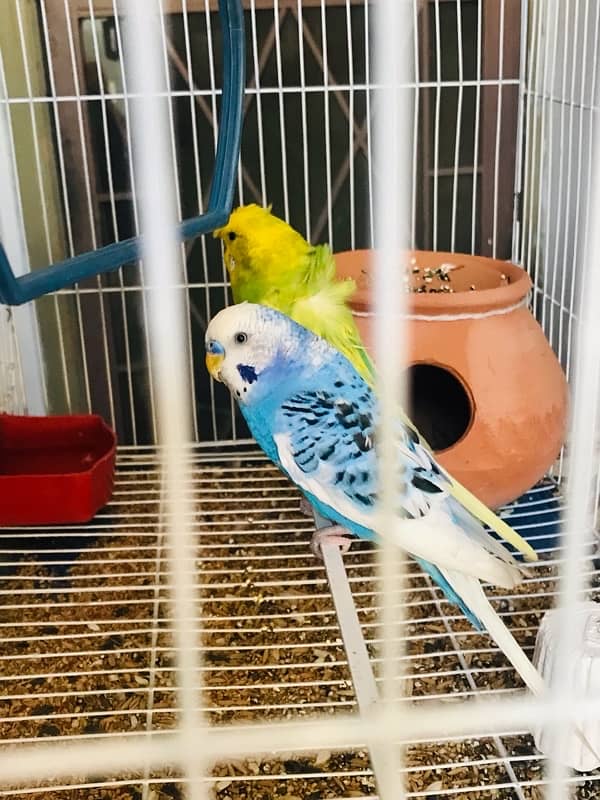 Pure breeder budgies pair (Crown flower) female 12