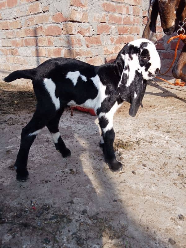 pure nagri bakri 2 baby male age 2 days 1