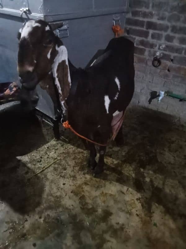 pure nagri bakri 2 baby male age 2 days 2