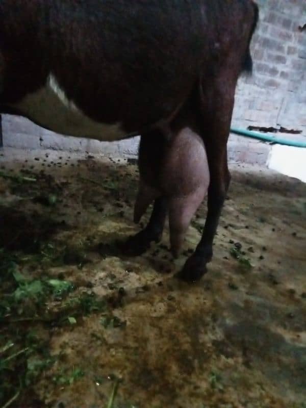 pure nagri bakri 2 baby male age 2 days 5