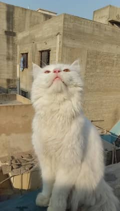 persian cat