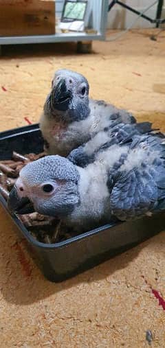 Grey Parrot ChiCks