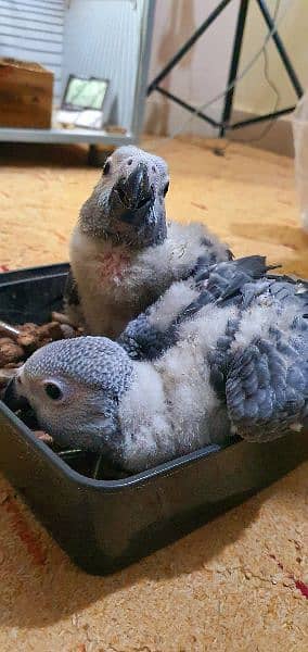 Grey Parrot ChiCks 1