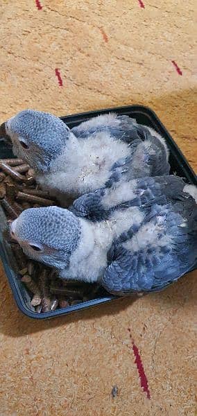 Grey Parrot ChiCks 2