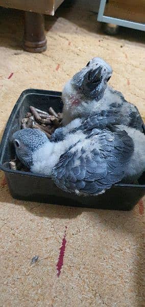 Grey Parrot ChiCks 3