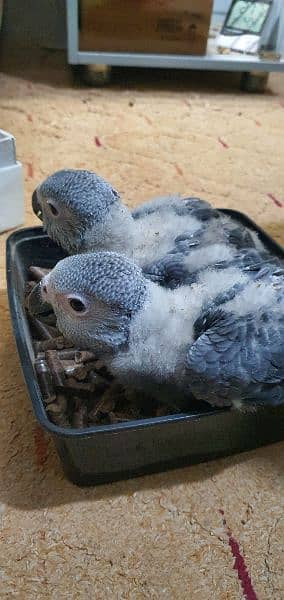 Grey Parrot ChiCks 4