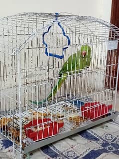 Talking Parrot With Cage