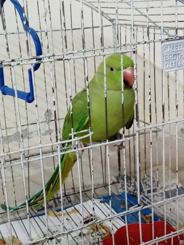 Talking Parrot With Cage 1