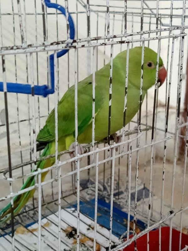 Talking Parrot With Cage 2