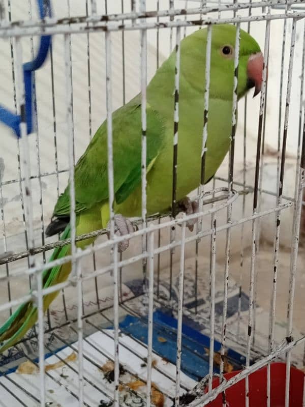 Talking Parrot With Cage 3