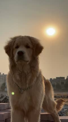 Golden Retriever Pup