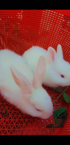 rabbit for sale