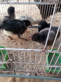 Aseel Mianwali chicks age 20 days