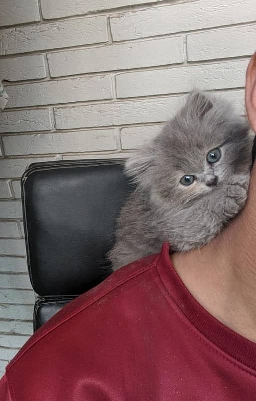 persian kitten 50 days old 0