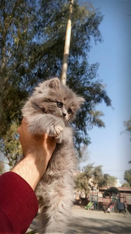 persian kitten 50 days old 1