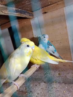 bajri parrot pair 800 location nursury PECSH block 6 Sarah e faisal