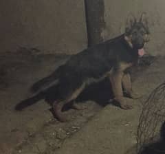 gsd female stock hair black&tan avalible