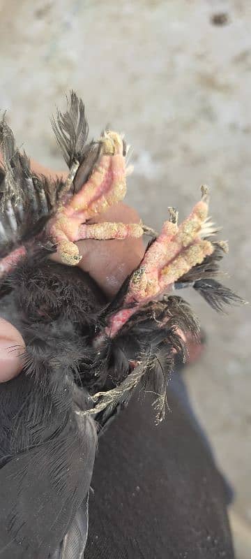 lahori sharzi+black mukhi long pamoz 6