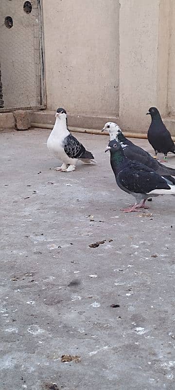 lahori sharzi+black mukhi long pamoz 7