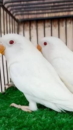 Masha Allah Albino Red eyes breeder pair available for sale