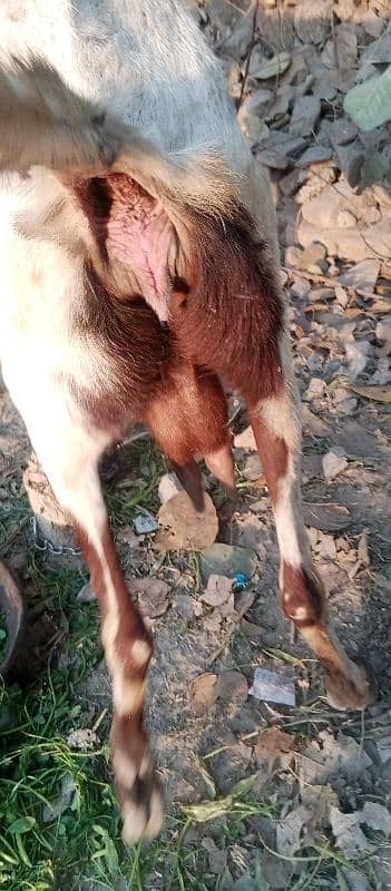 Des Teyaar gaban  3.5 month  goats  sale he . 03098287558 3