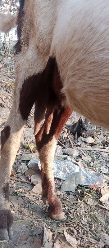 Des Teyaar gaban  3.5 month  goats  sale he . 03098287558 4